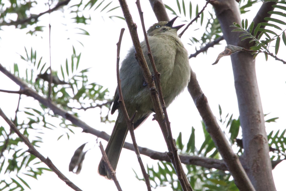 Sombre Greenbul - ML623902254