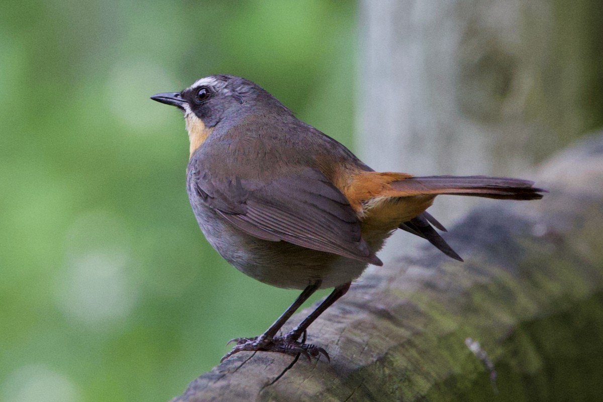 Cape Robin-Chat - ML623902258