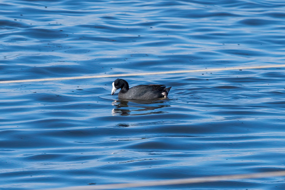 Hawaiian Coot - ML623902261