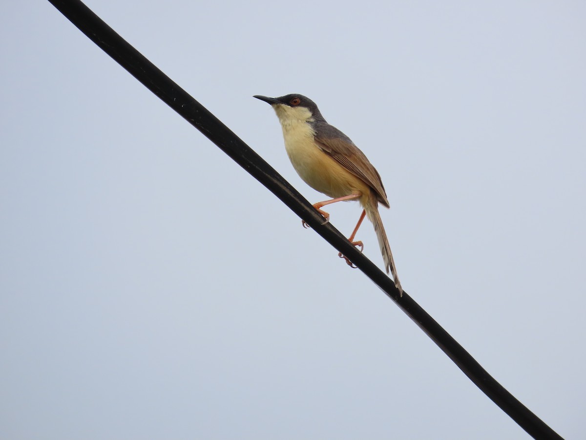 Ashy Prinia - ML623902263