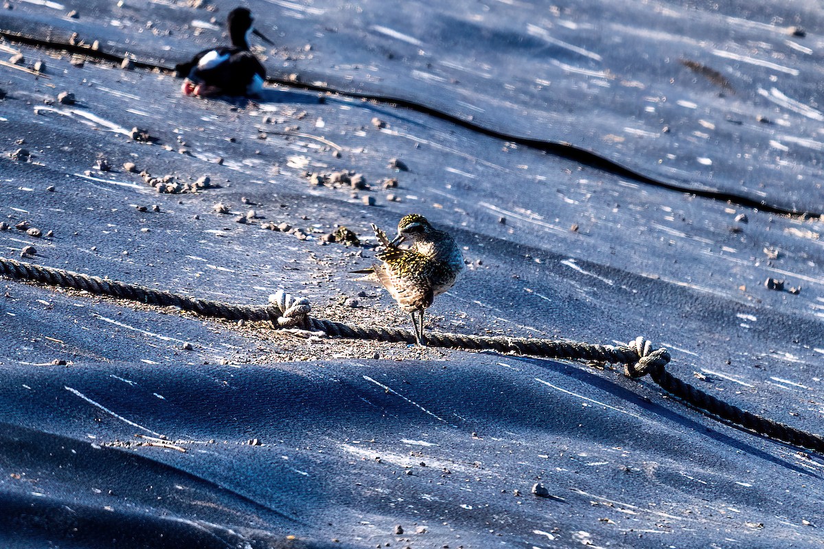 Pacific Golden-Plover - ML623902264