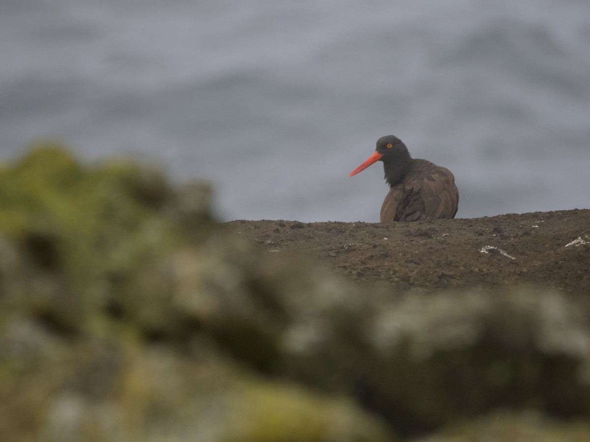 Black Oystercatcher - ML623902278