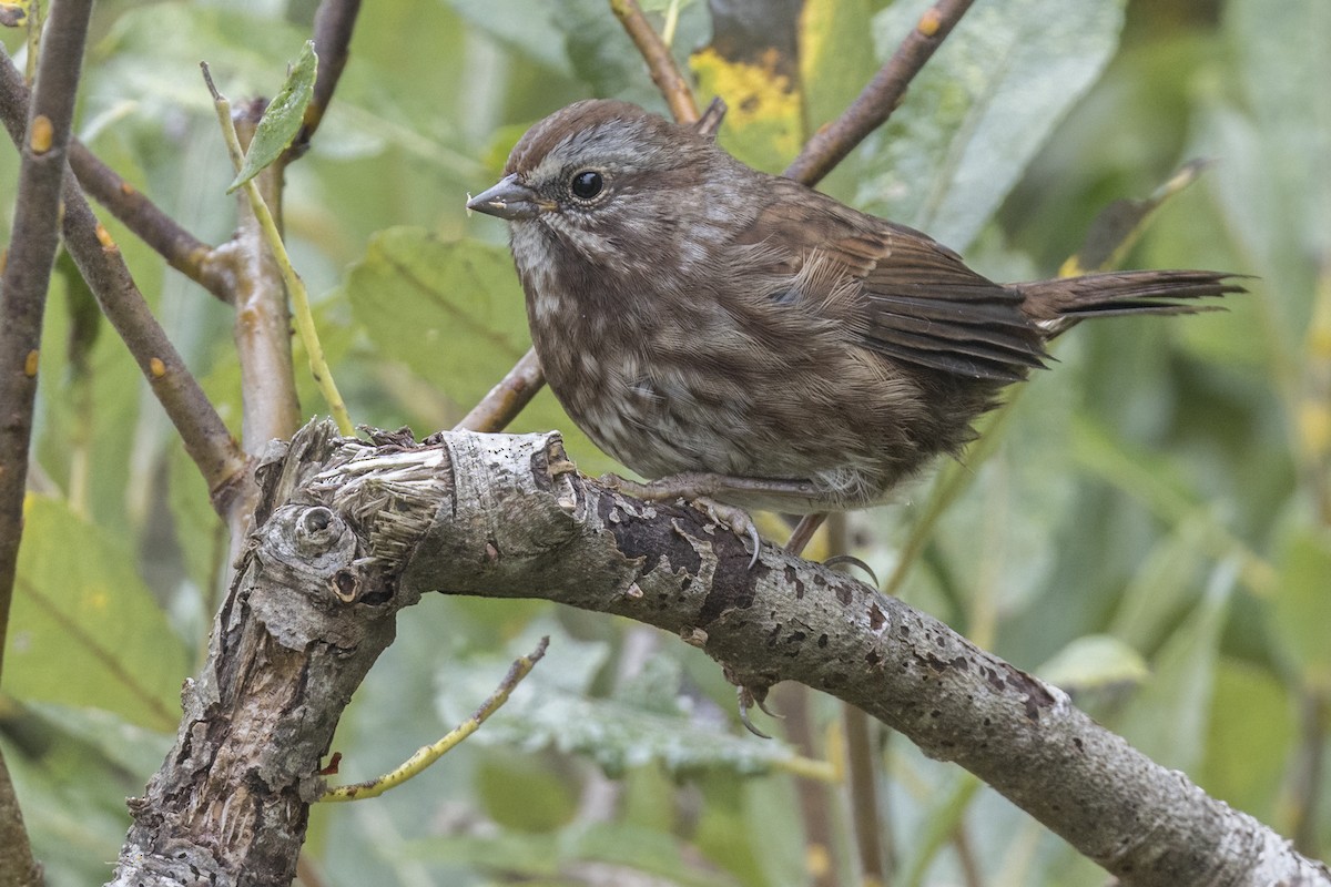 Song Sparrow - ML623902292