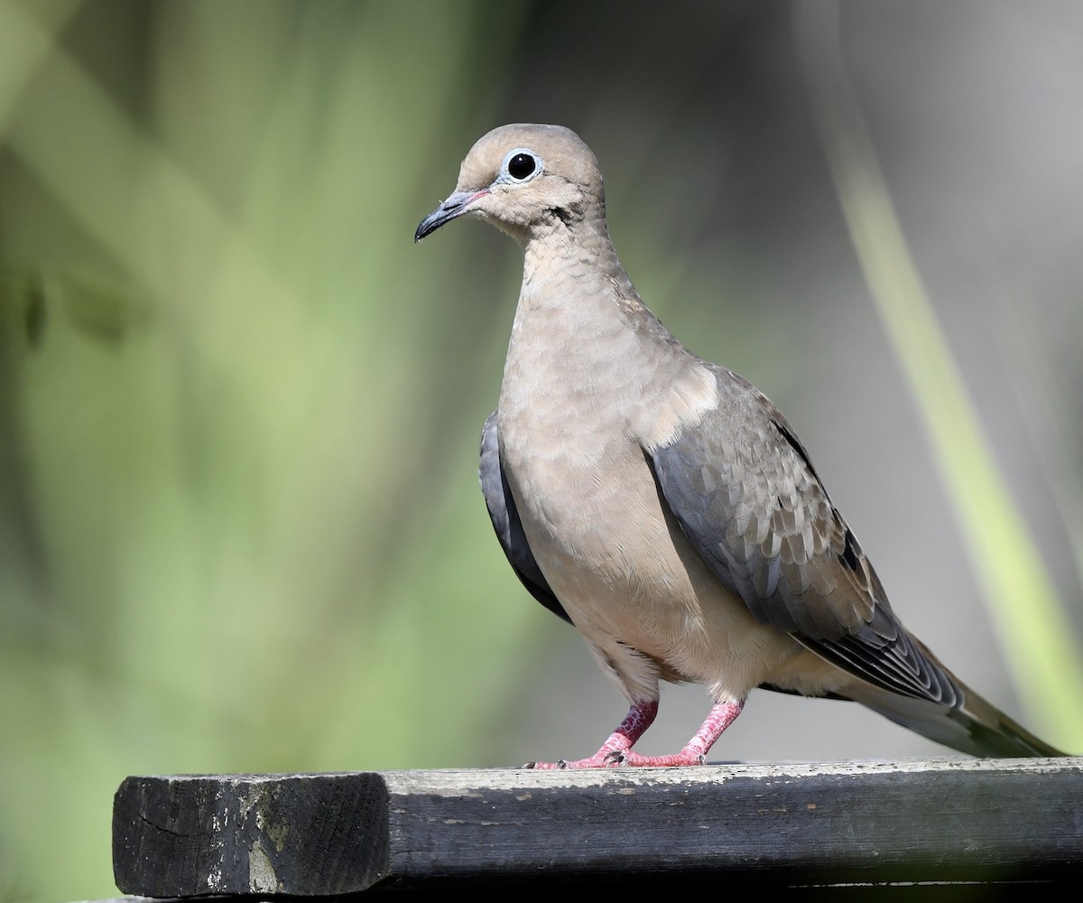 Mourning Dove - Marie Lehmann