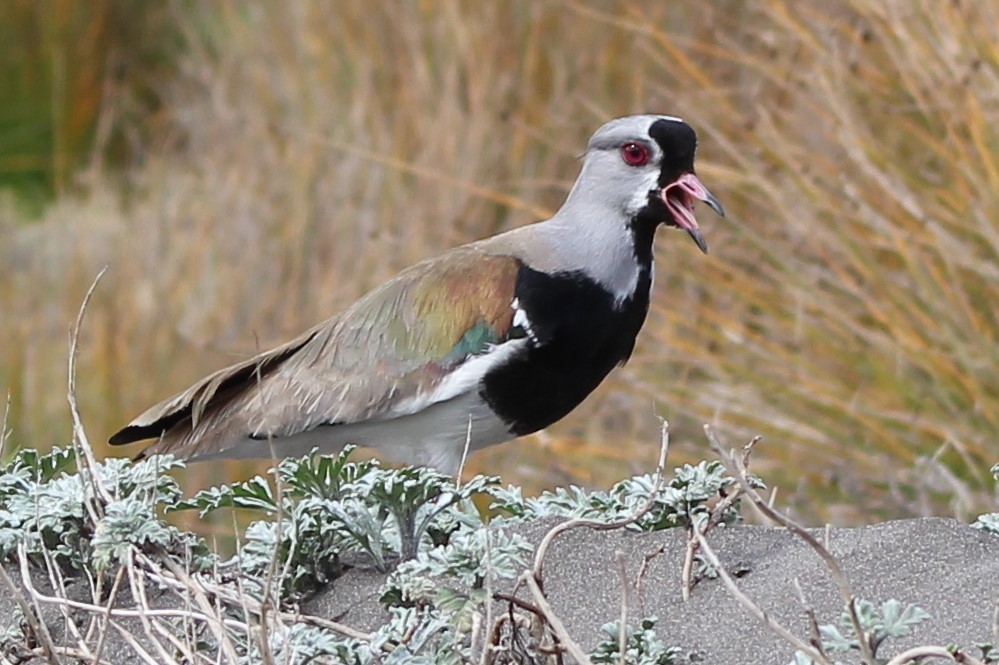 Southern Lapwing - ML623902361