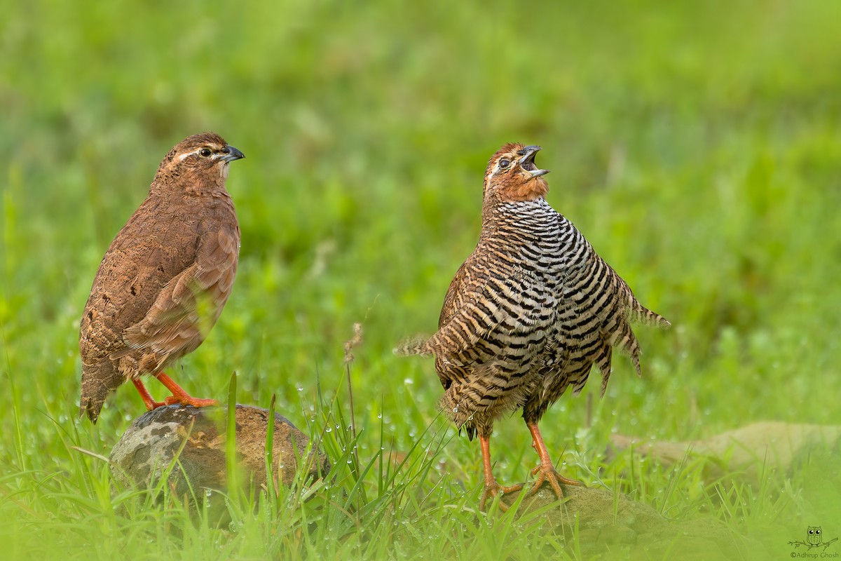 Rock Bush-Quail - ML623902384