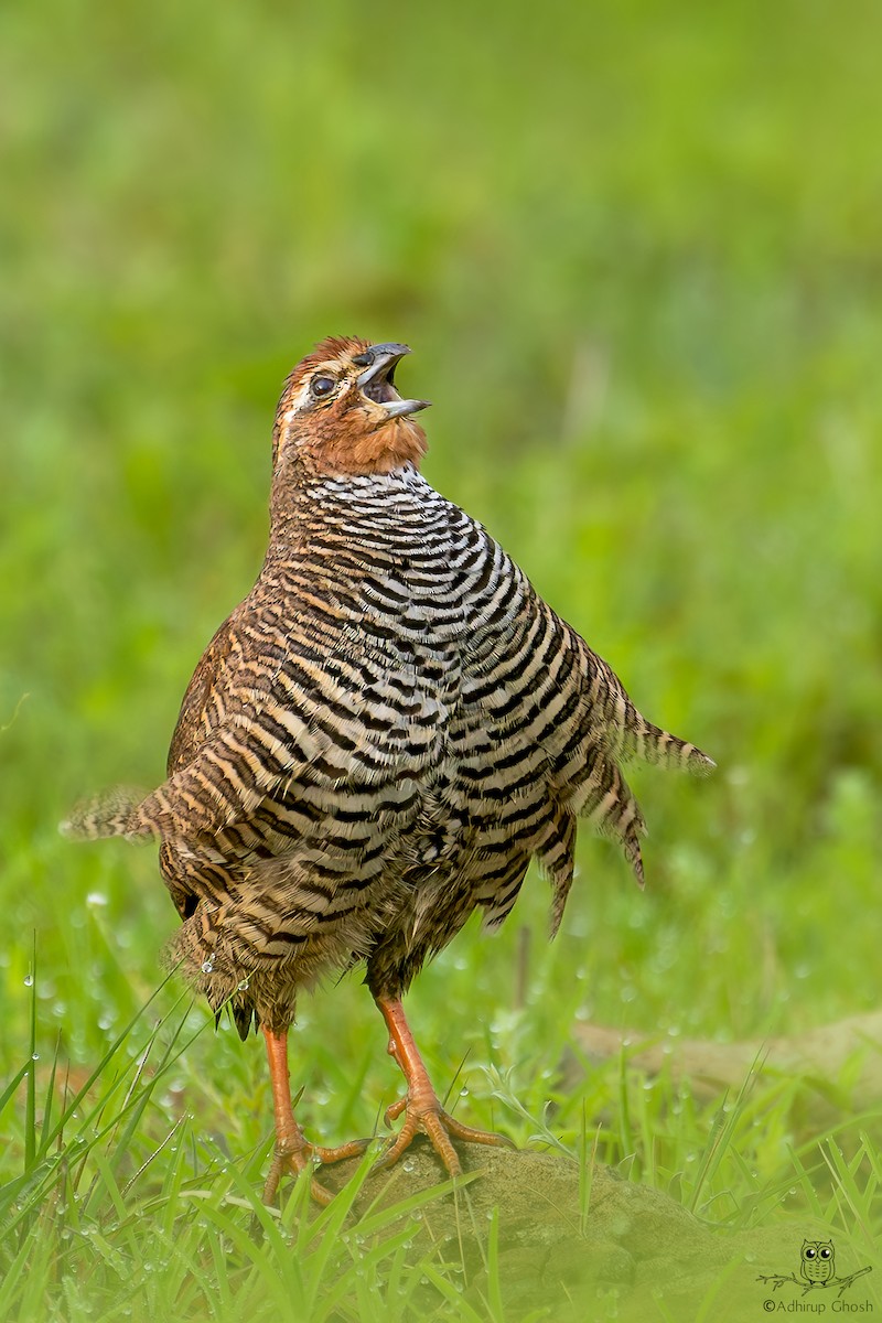 Rock Bush-Quail - ML623902389