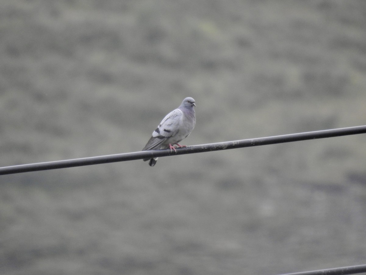 Hill Pigeon - Steve Lei