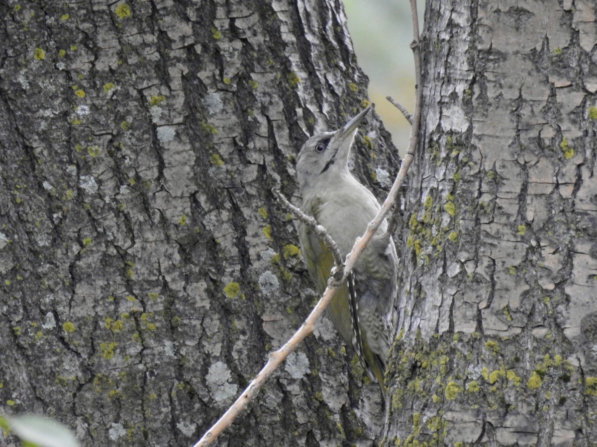 Gray-headed Woodpecker - ML623902400