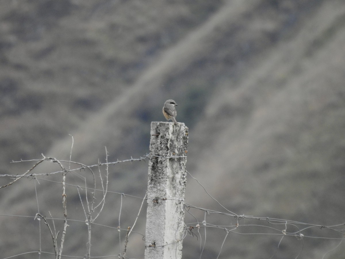 Gray-backed Shrike - ML623902405