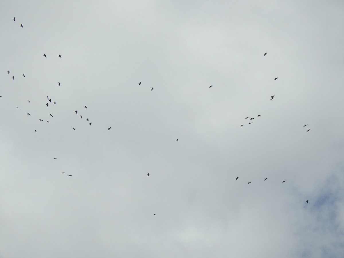 Red-billed Chough - ML623902412