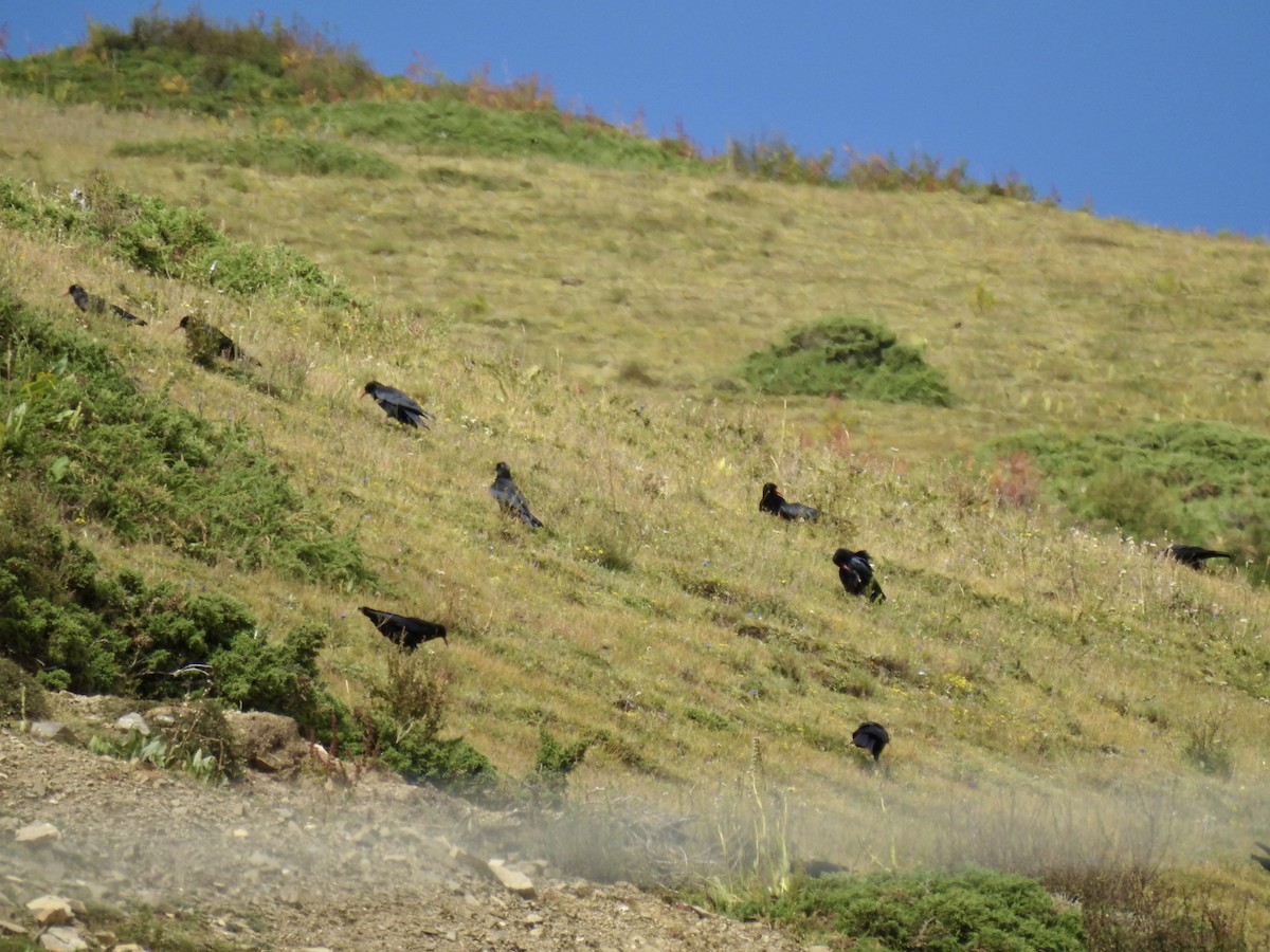 Red-billed Chough - ML623902413