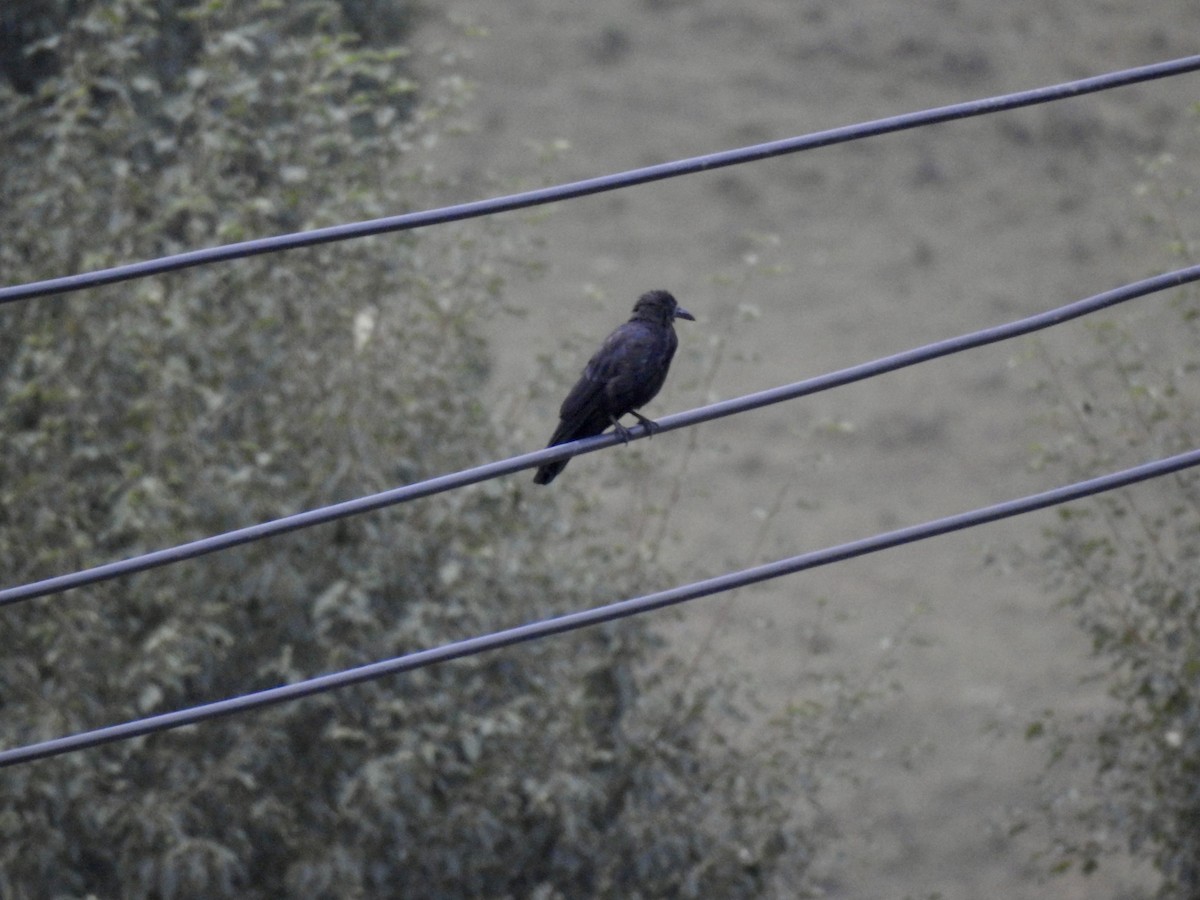 Carrion Crow - ML623902414