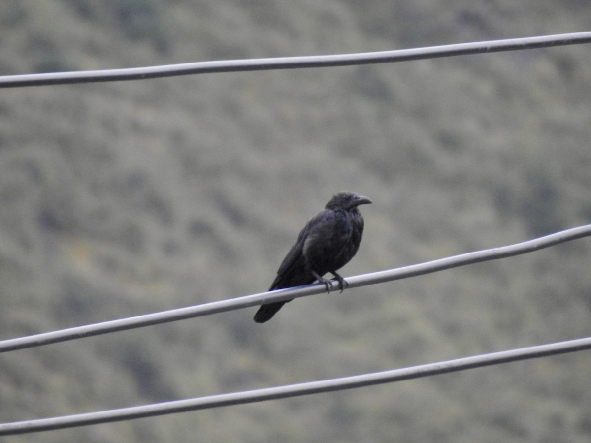 Carrion Crow - ML623902415