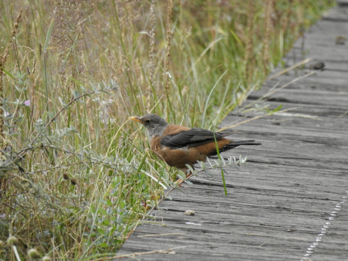 Chestnut Thrush - ML623902417