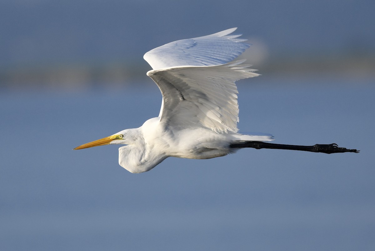 Great Egret - Marie Lehmann