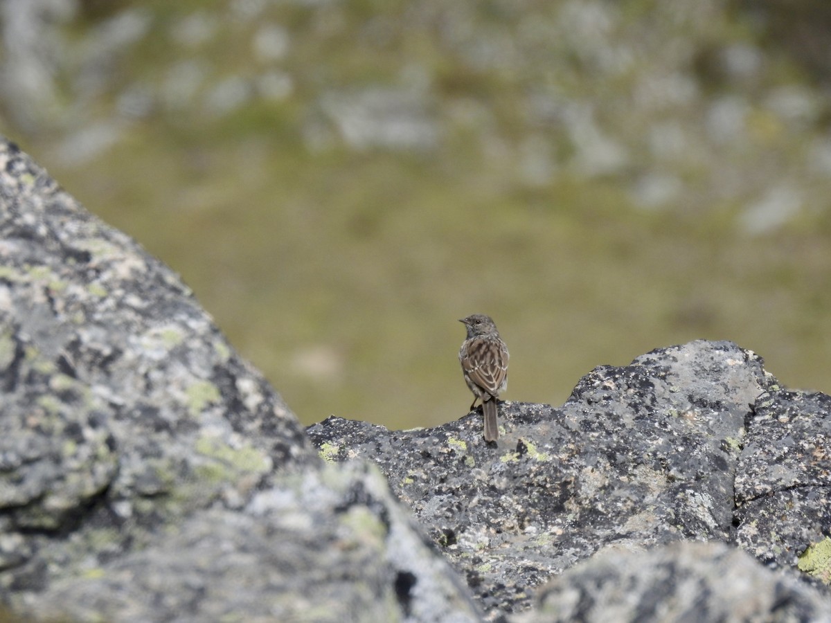 Robin Accentor - ML623902423