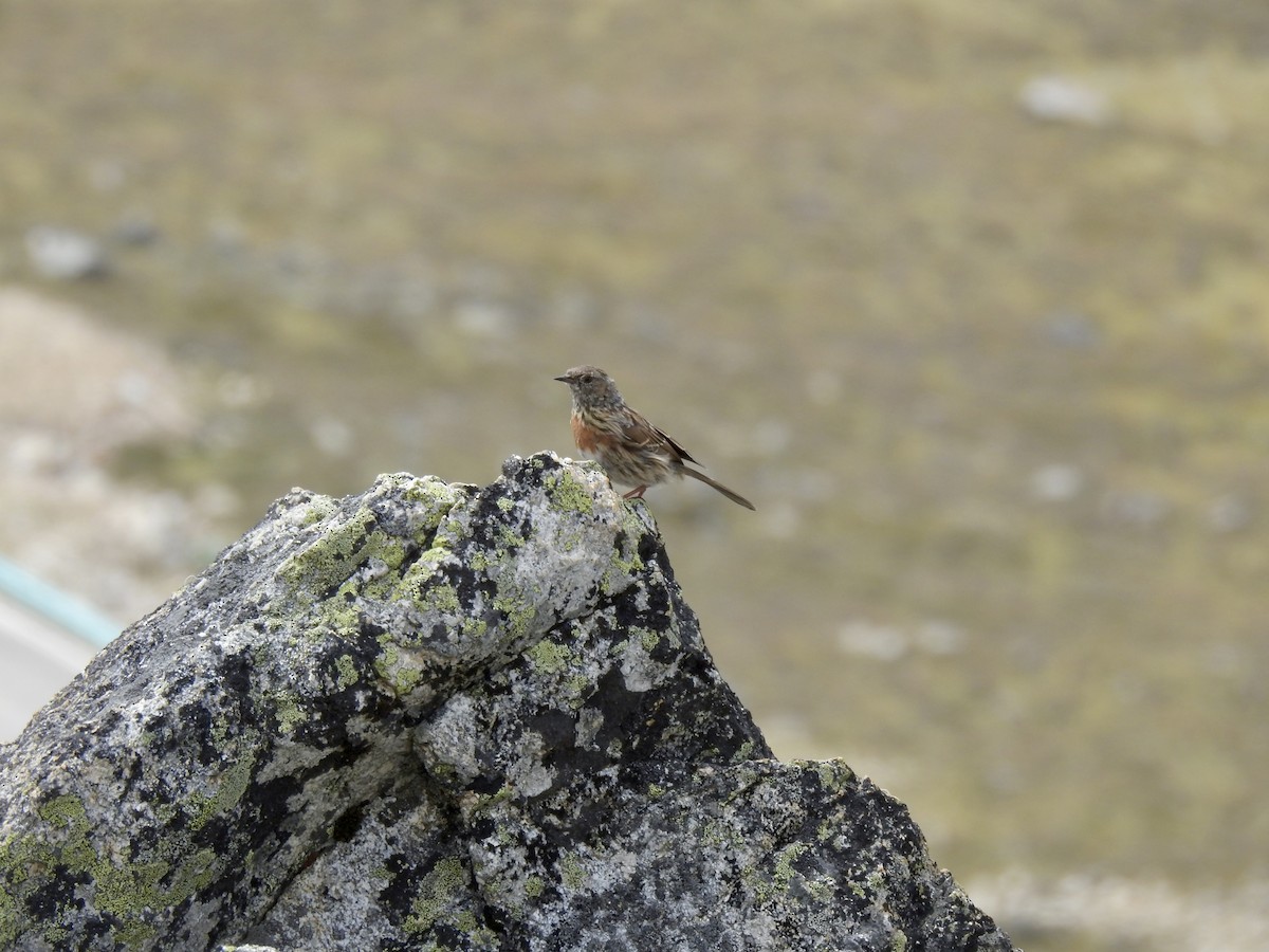 Robin Accentor - ML623902425