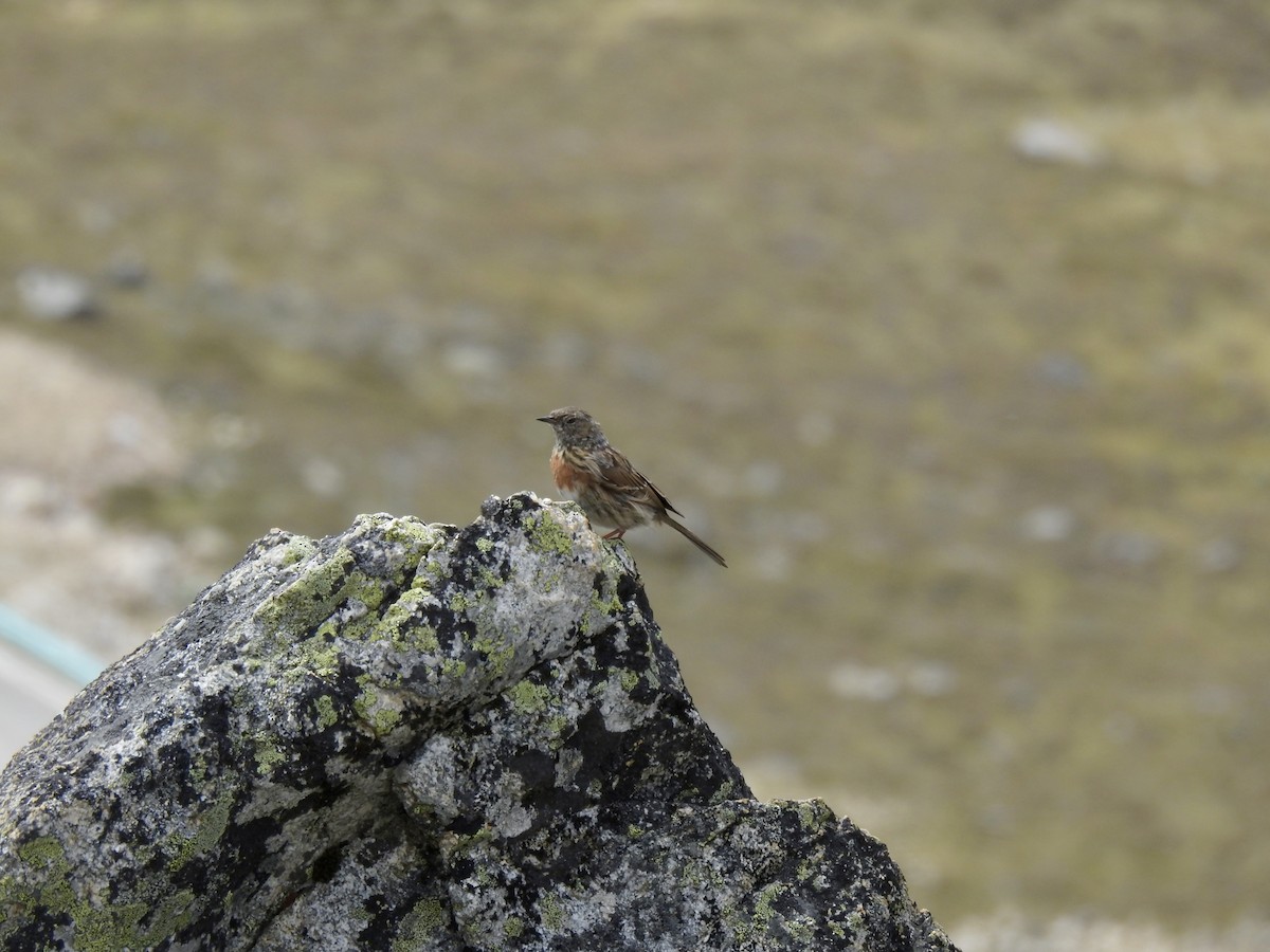 Robin Accentor - ML623902426