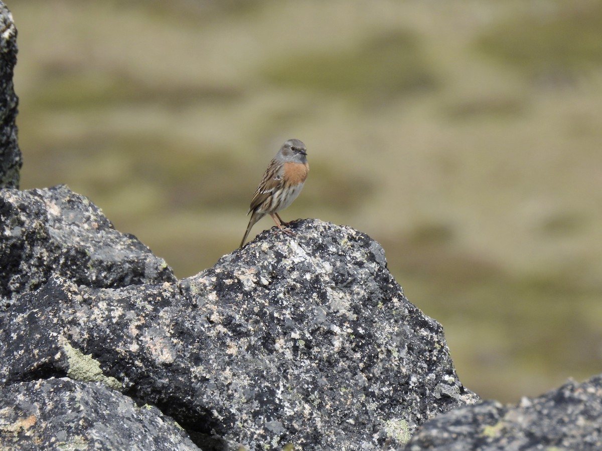 Robin Accentor - ML623902427