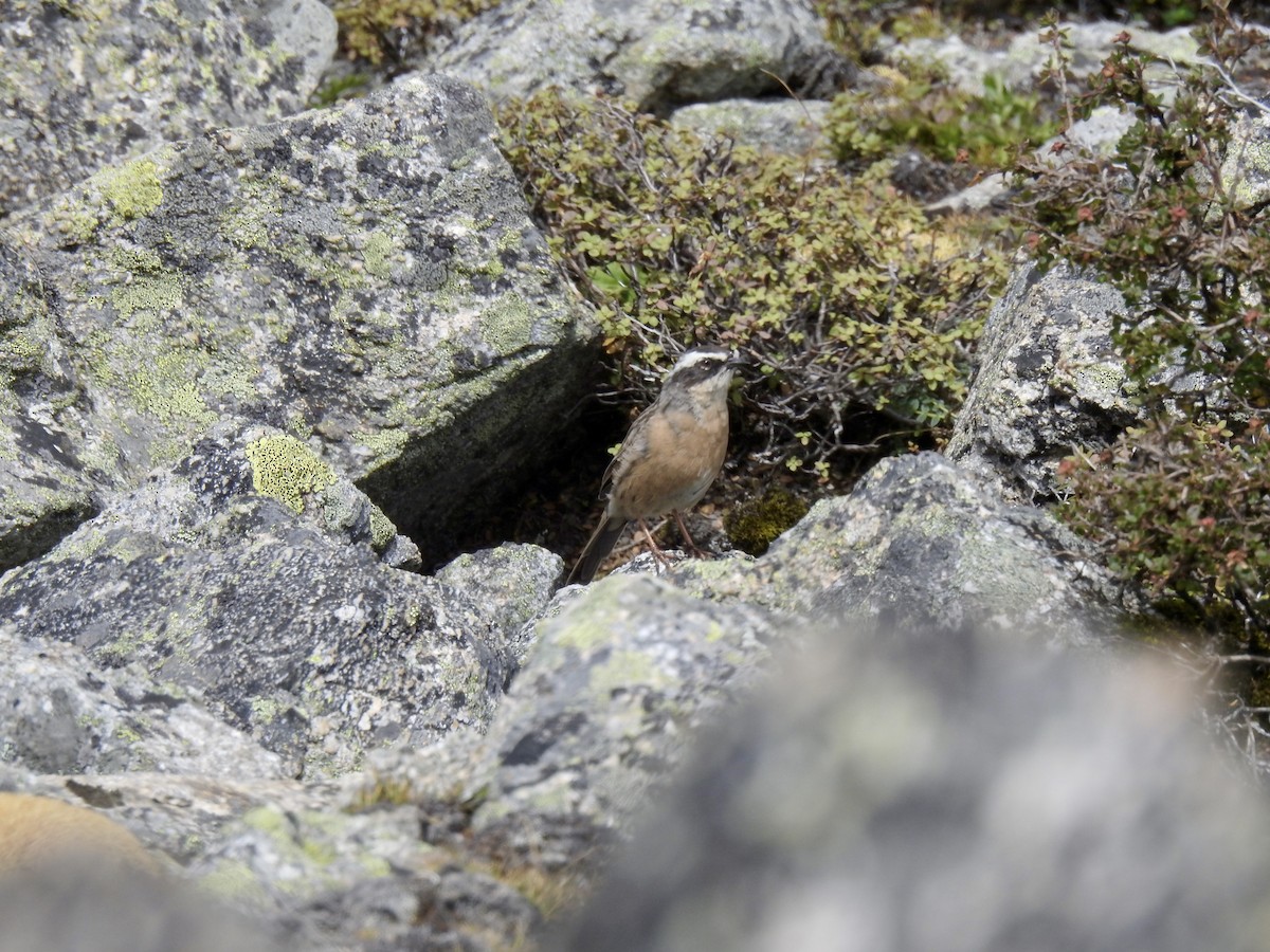 Brown Accentor - ML623902439