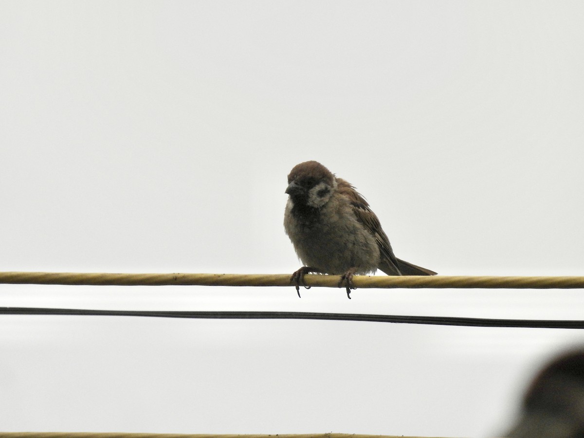 Eurasian Tree Sparrow - ML623902442