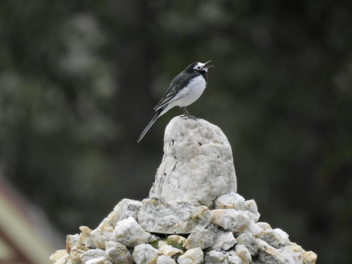 White Wagtail - ML623902443