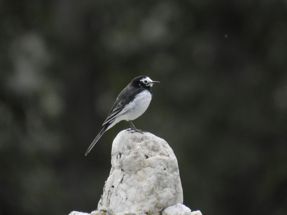 White Wagtail - ML623902446