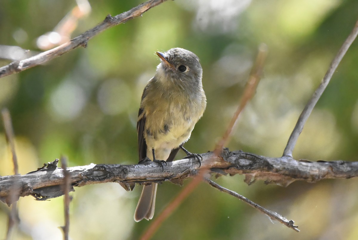 Gray Flycatcher - ML623902456