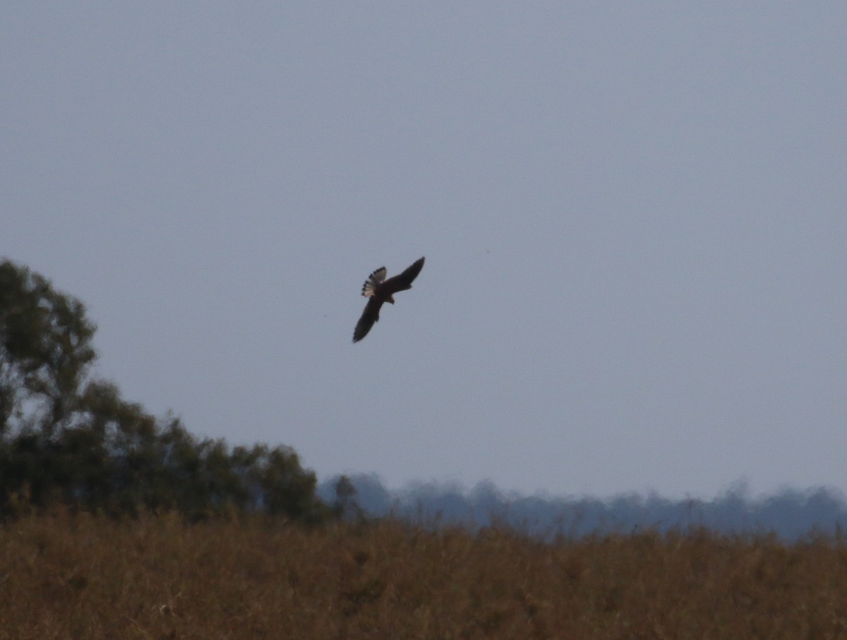 Nankeen Kestrel - ML623902458