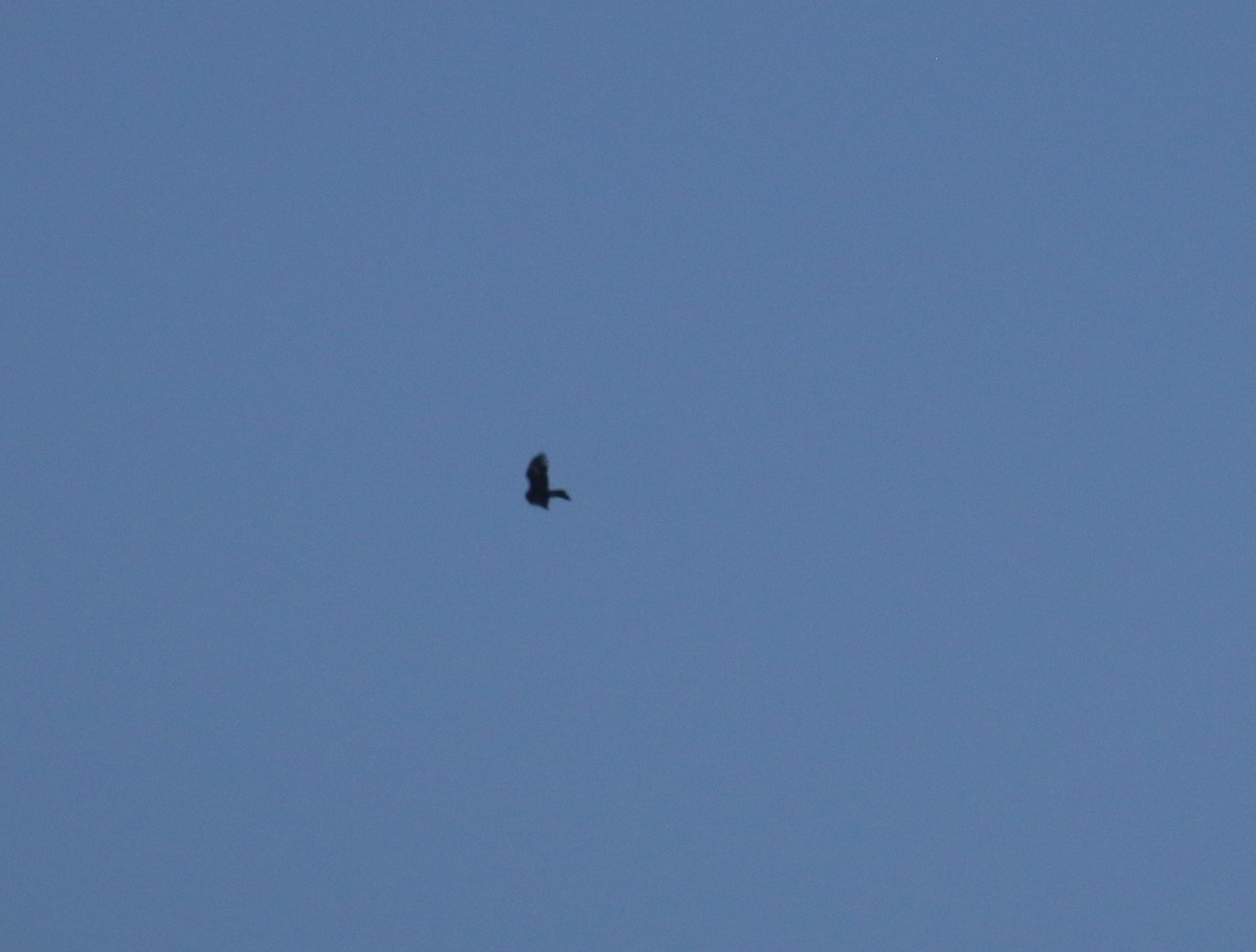 Wedge-tailed Eagle - ML623902463