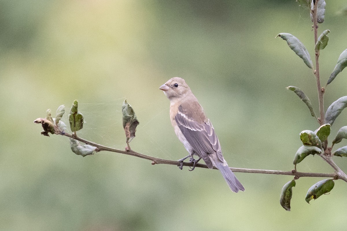 Lazuli Bunting - Nathan French