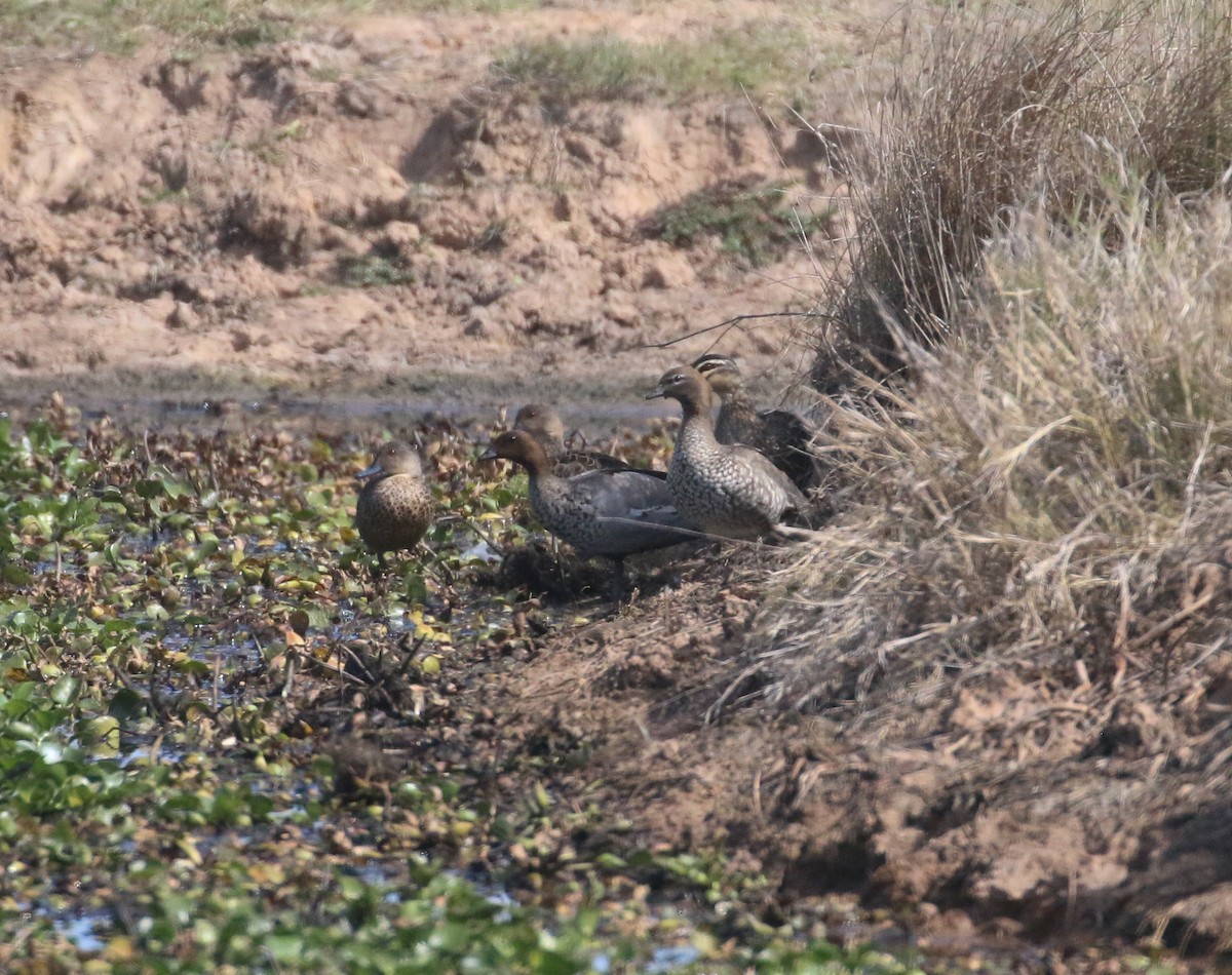 Canard à crinière - ML623902473