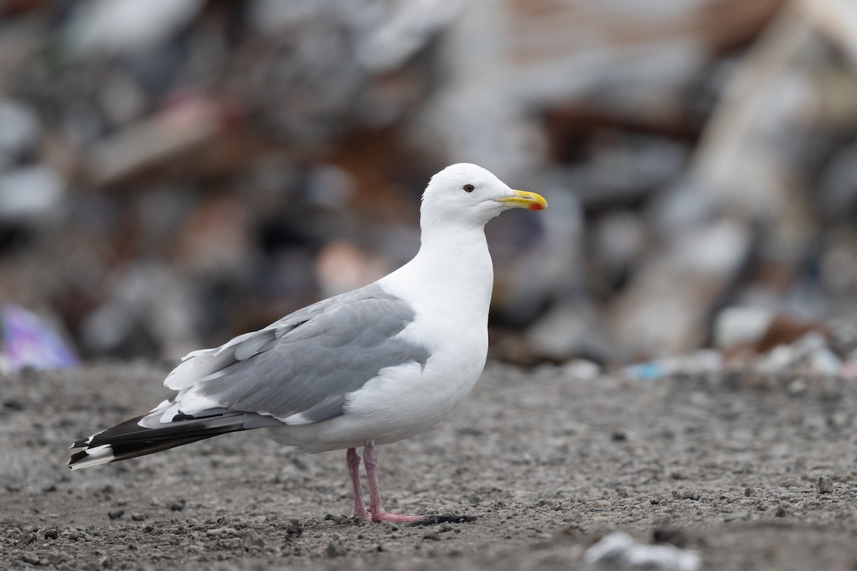 Gaviota Argéntea (vegae) - ML623902493