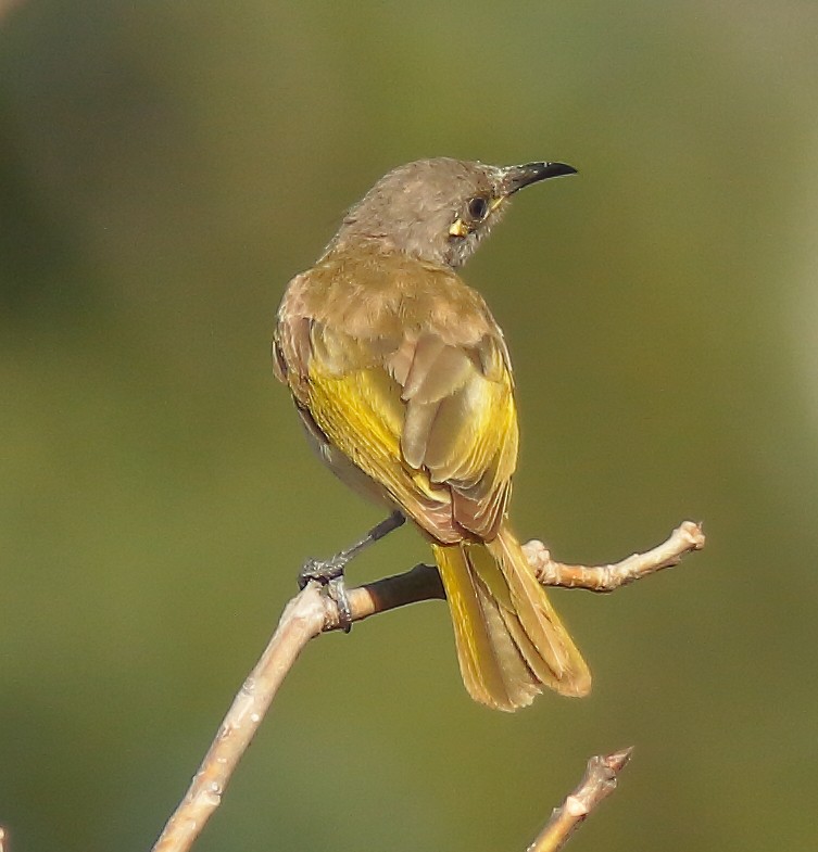 Brown Honeyeater - ML623902499