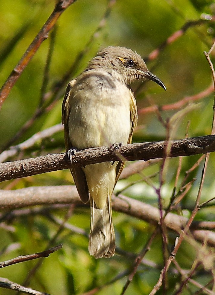 Brown Honeyeater - ML623902502