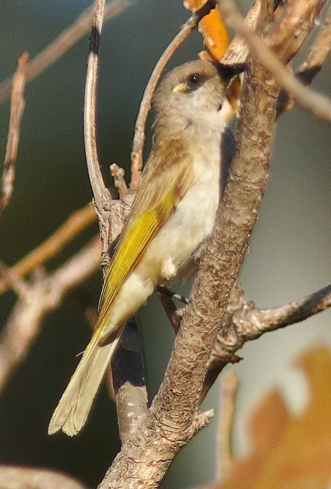 Brown Honeyeater - ML623902503