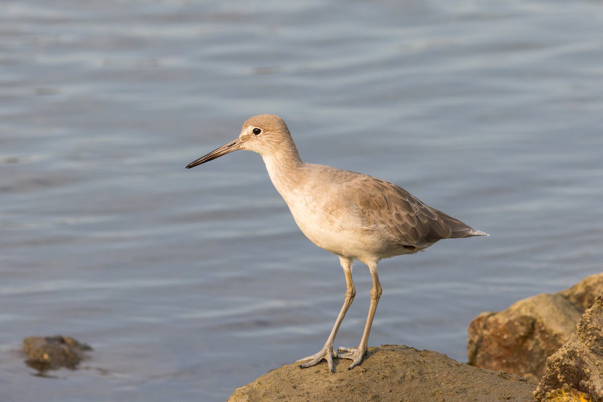 Willet (Western) - ML623902507