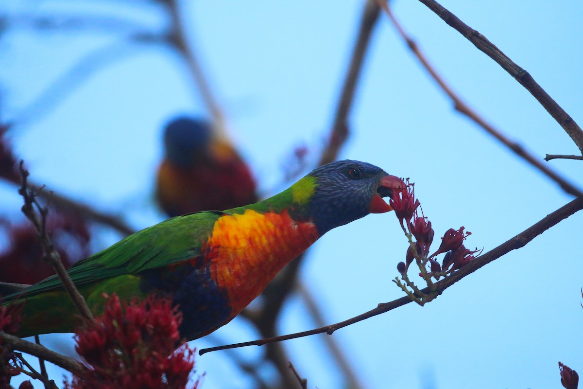 Rainbow Lorikeet - ML623902520