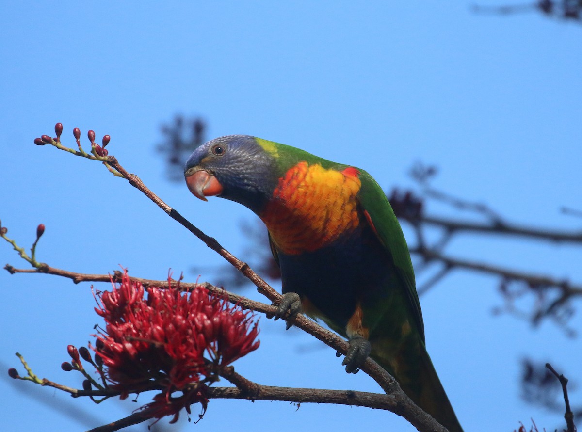 Rainbow Lorikeet - ML623902521