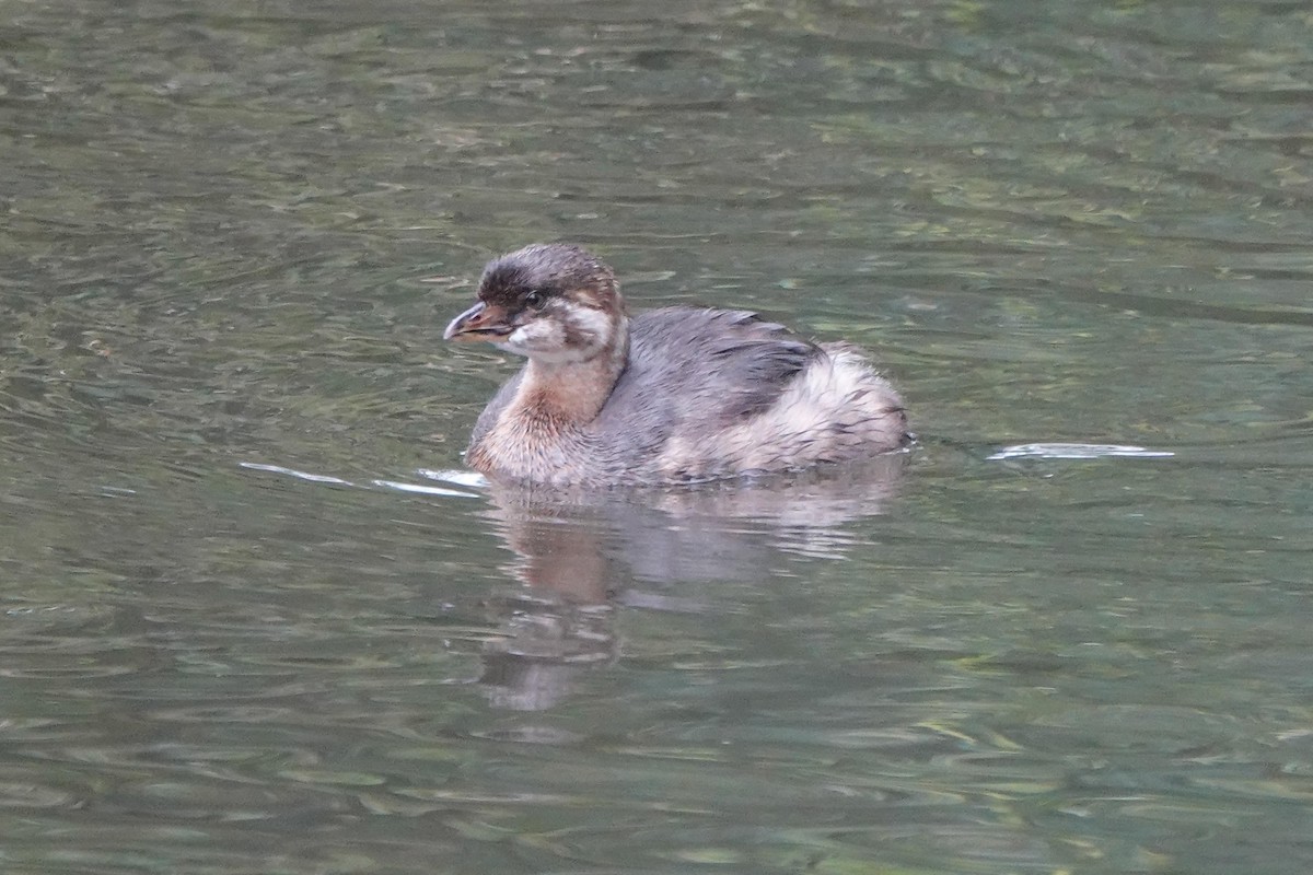 Pied-billed Grebe - Edward Rooks