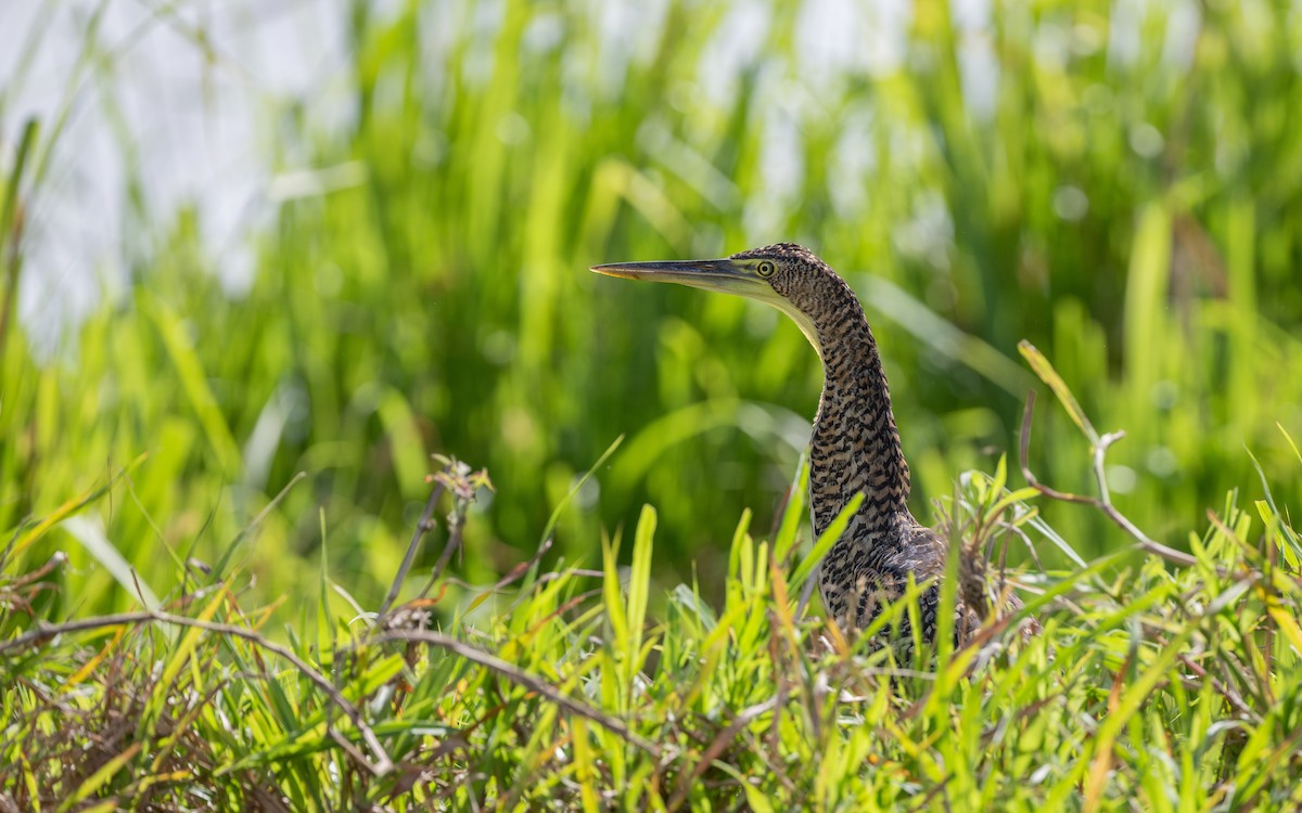 Bare-throated Tiger-Heron - ML623902568