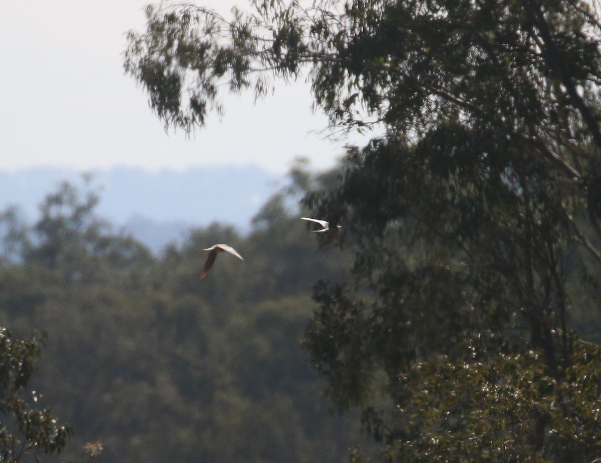 nymfekakadu - ML623902576