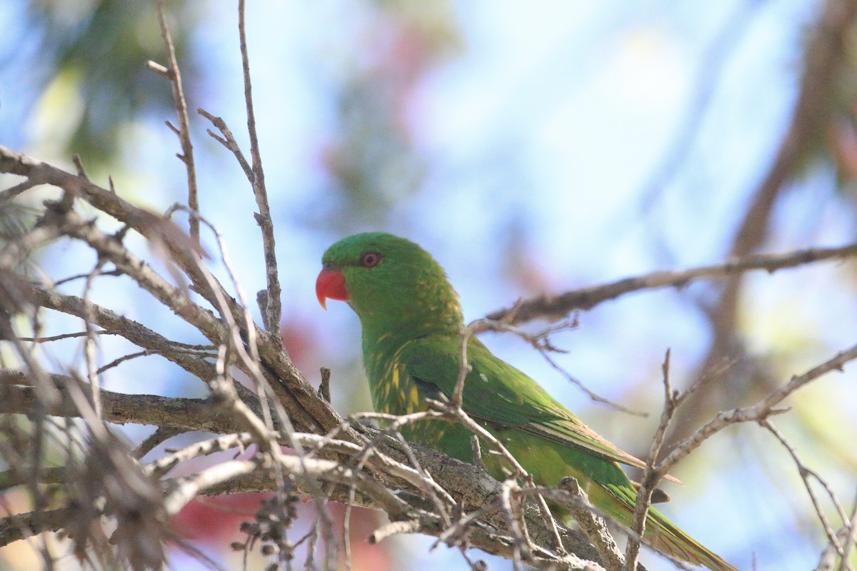 Scaly-breasted Lorikeet - ML623902587