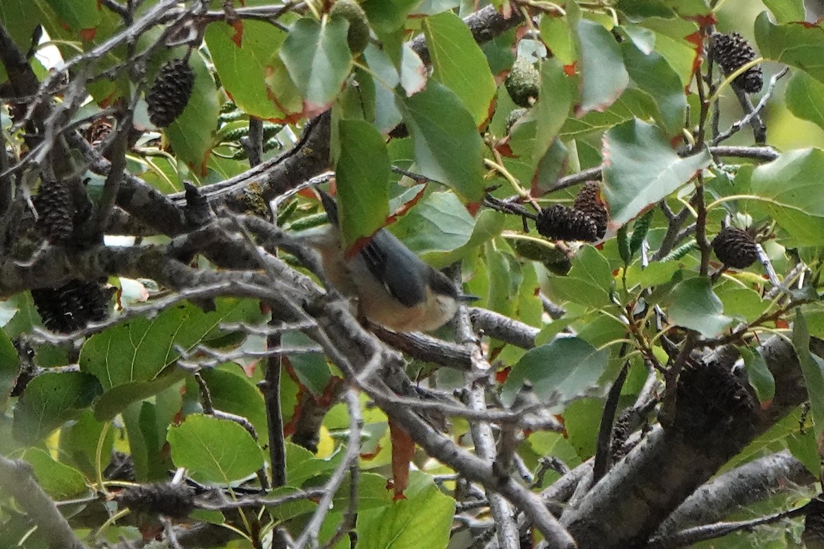 Pygmy Nuthatch - ML623902597