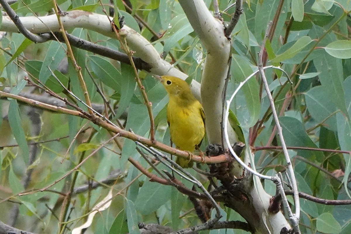 Yellow Warbler - Edward Rooks