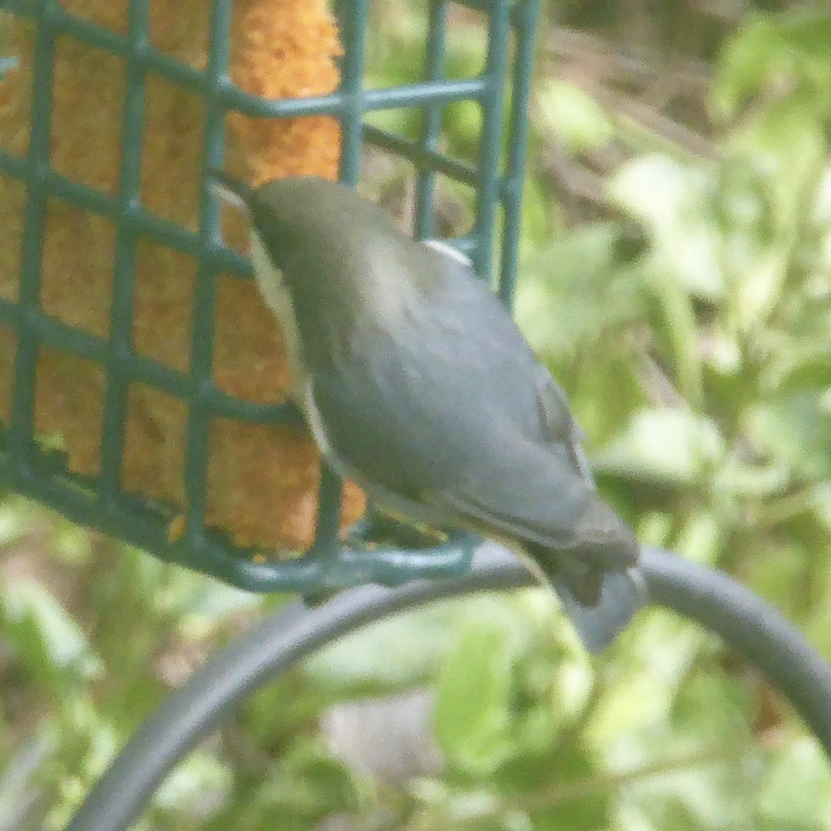 Pygmy Nuthatch - ML623902625