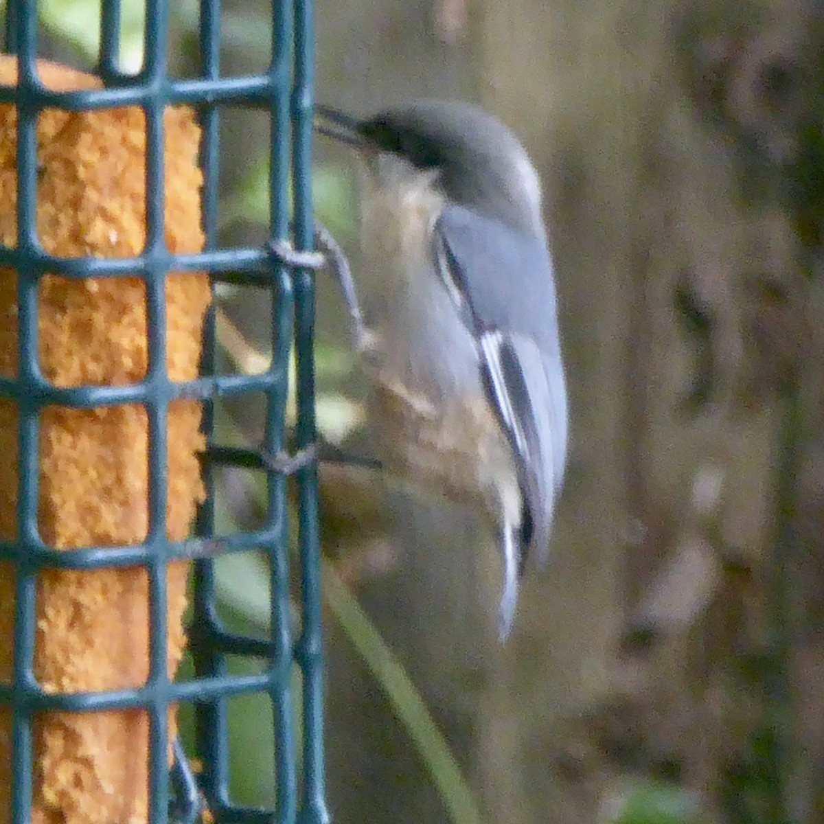 Pygmy Nuthatch - ML623902628