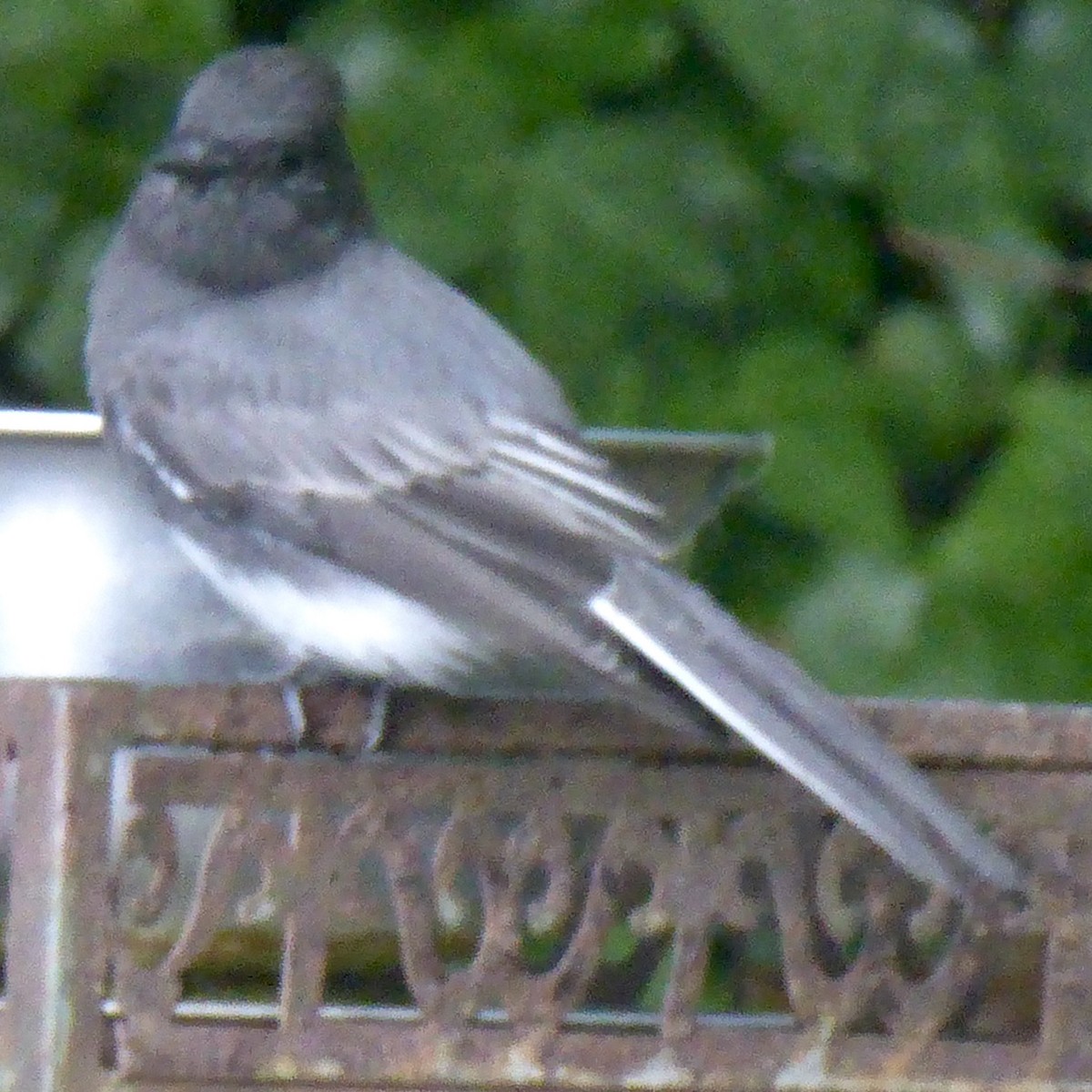 Black Phoebe (Northern) - ML623902636