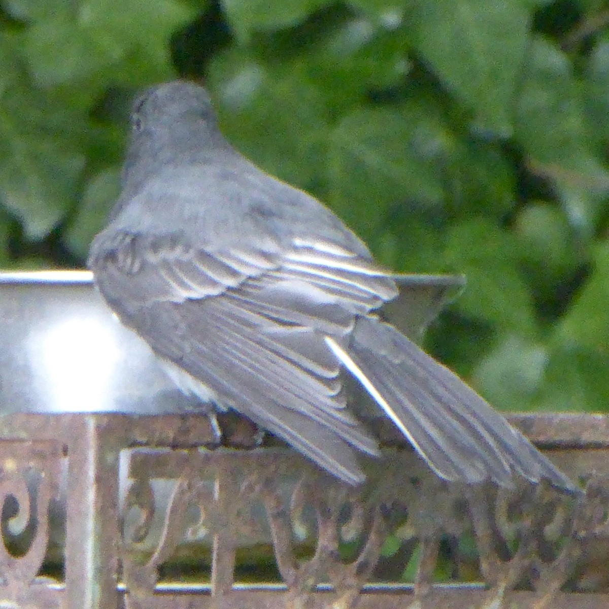 Black Phoebe (Northern) - ML623902639